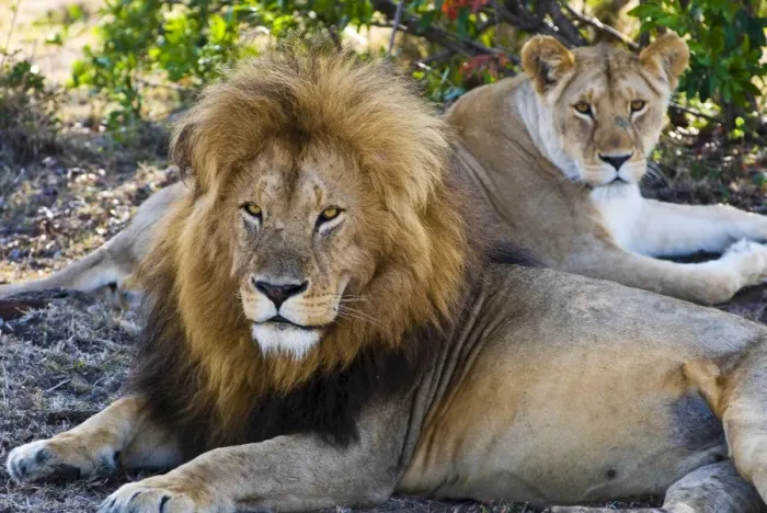 Framed Print : Lion couple (Panthera leo), Masai Mara National Reserve, Kenya, East Africa, Africa Framed Print : Lion couple (Panthera leo), Masai Mara National Reserve, Kenya, East Africa, Africa