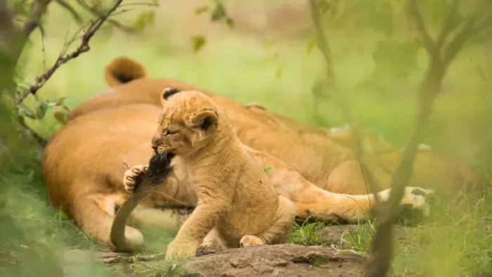 Framed Print : Lion cub biting mothers tail, Masai Mara, Kenya, East Africa, Africa Framed Print : Lion cub biting mothers tail, Masai Mara, Kenya, East Africa, Africa