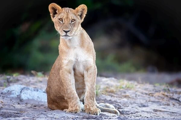 Lion cub, Chobe National Park, Botswana, Africa