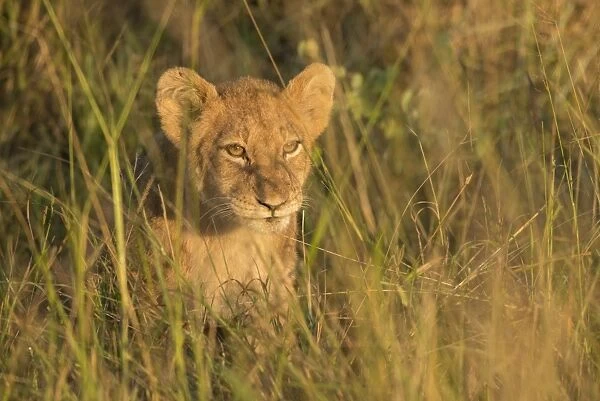 Lion cub, Kruger National Park, South Africa, Africa