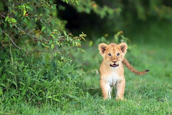 Lion cub, Masai Mara, Kenya, East Africa, Africa