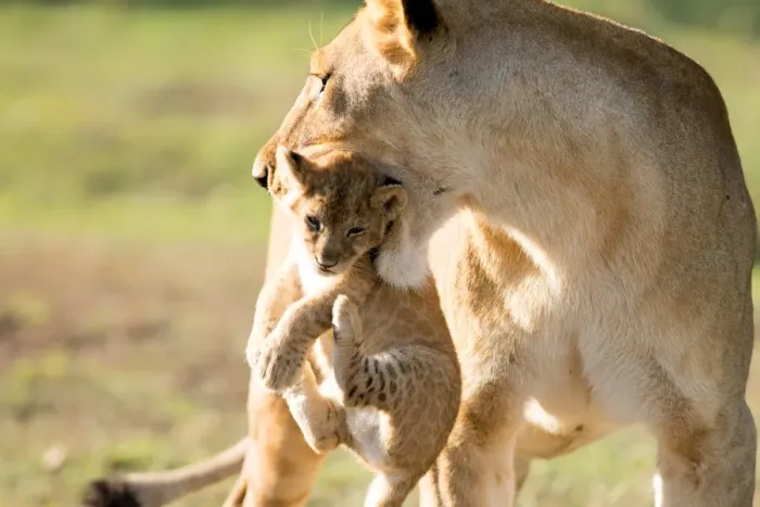 Framed Print : Lion with cub in mouth, Masai Mara, Kenya, East Africa, Africa Framed Print : Lion with cub in mouth, Masai Mara, Kenya, East Africa, Africa