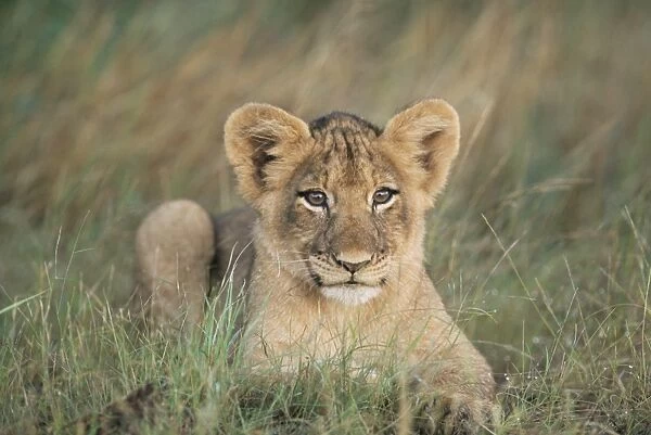 Lion cub, Panthera leo