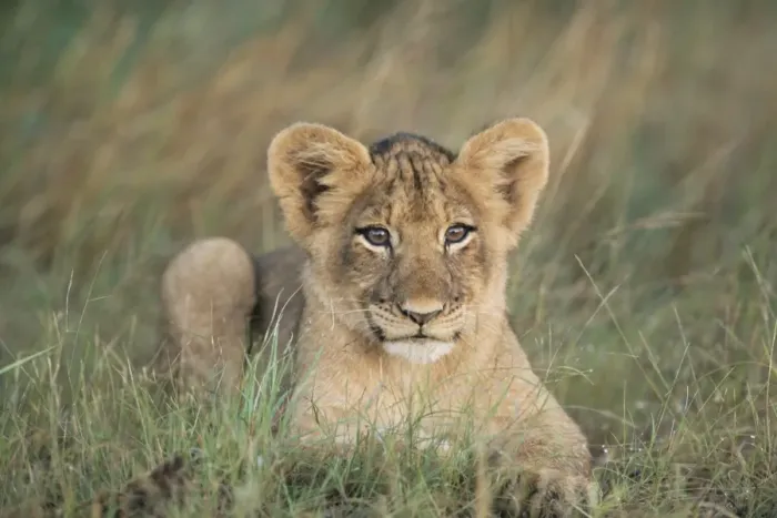 Framed Print : Lion cub, Panthera leo