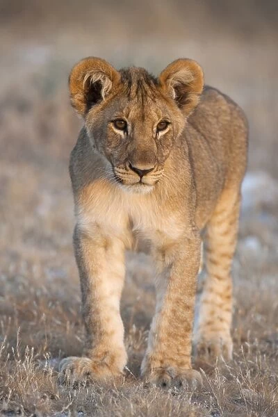 Lion cub (Panthera leo), Etosha National Park, Namibia, Africa
