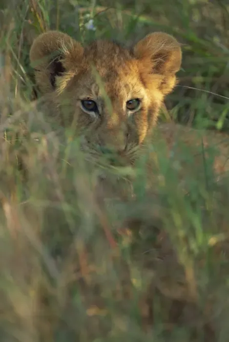 Framed Print : Lion cub (Panthera leo) in grass, Masai Mara, Kenya, East Africa, Africa Framed Print : Lion cub (Panthera leo) in grass, Masai Mara, Kenya, East Africa, Africa