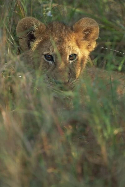 Lion cub (Panthera leo) in grass, Masai Mara, Kenya, East Africa, Africa
