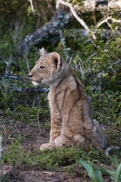 Lion cub (Panthera leo), Kariega Game Reserve, South Africa, Africa