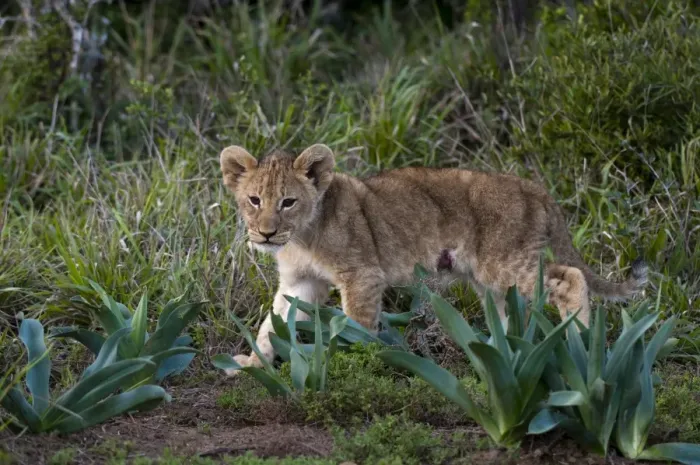 Framed Print : Lion cub (Panthera leo), Kariega Game Reserve, South Africa, Africa