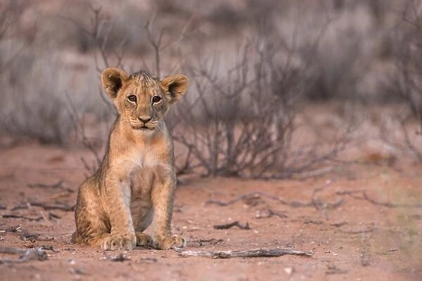 Lion cub (Panthera leo), Kgalagadi Transfrontier Park, South Africa, Africa