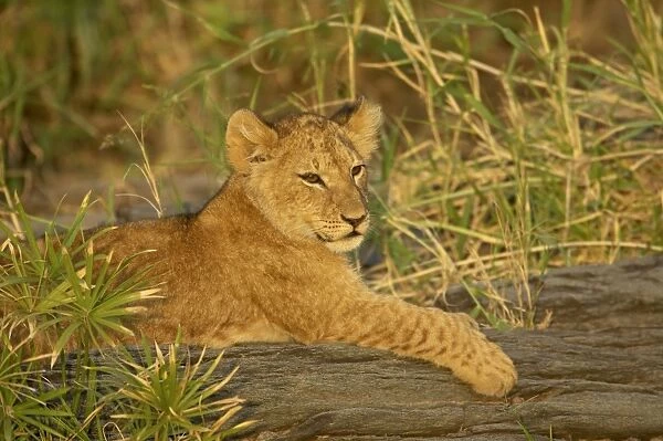 Lion cub (Panthera leo), Masai Mara National Reserve, Kenya, East Africa, Africa