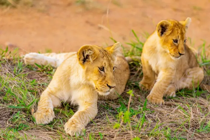 Framed Print : Lion cubs, Msai Mara National Reserve, Kenya, East Africa, Africa Framed Print : Lion cubs, Msai Mara National Reserve, Kenya, East Africa, Africa
