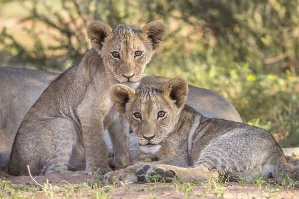 Lion cubs (Panthera leo) in the Kalahari, Kgalagadi Transfrontier Park, Northern Cape
