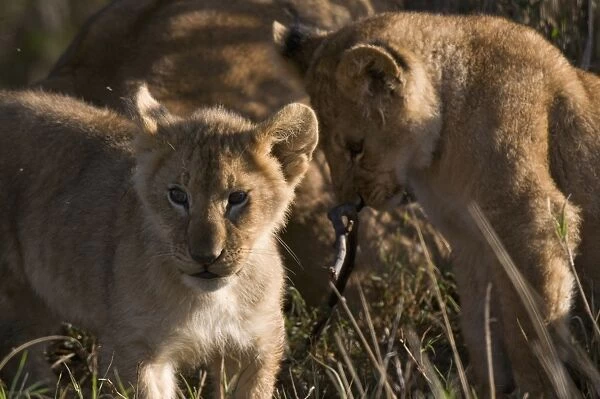 Lion cubs (Panthera leo), Masai Mara National Reserve, Kenya, East Africa, Africa