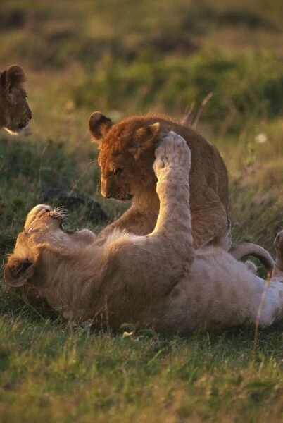 Lion cubs (Panthera leo) playing, Masai Mara, Kenya, East Africa, Africa