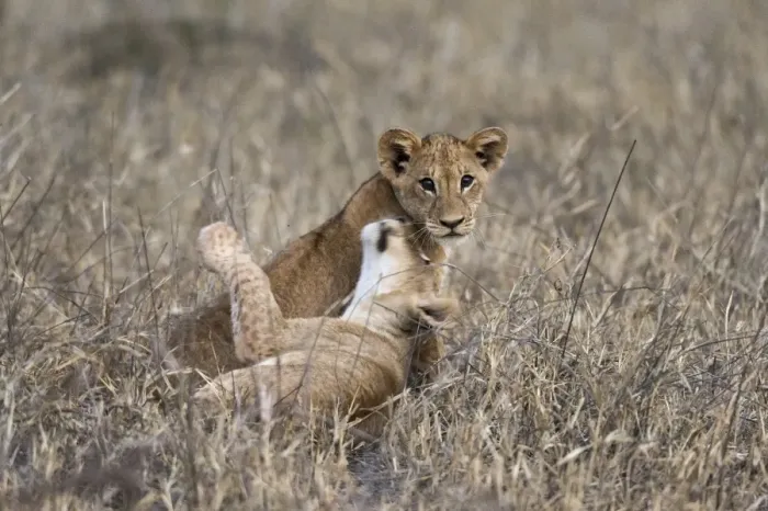 Framed Print : Two lion cubs (Panthera leo) playing in the tall grass, Tsavo, Kenya, East Africa, Africa Framed Print : Two lion cubs (Panthera leo) playing in the tall grass, Tsavo, Kenya, East Africa, Africa