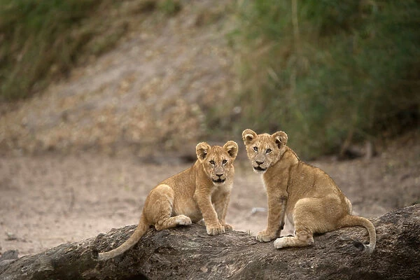 Lion cubs (Panthera leo), Serengeti National Park, Tanzania, East Africa, Africa