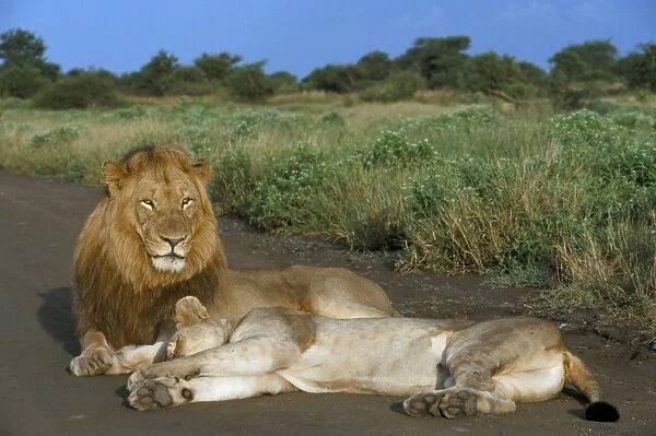 Lion and lioness (Panthera leo)