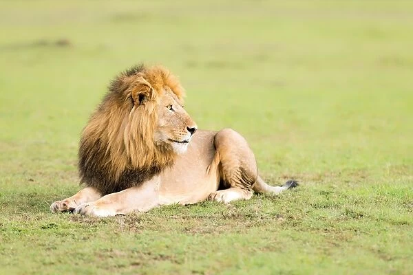 Lion, Masai Mara, Kenya, East Africa, Africa