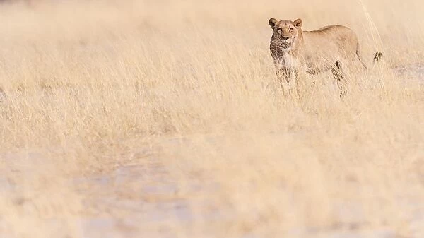 Lion, Okavango Delta, Botswana, Africa