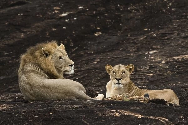 A lion pair (Panthera leo) on a kopje known as Lion Rock in Lualenyi reserve, Tsavo