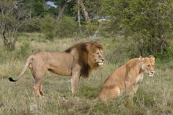Lion pair (Panthera leo), Masai Mara National Reserve, Kenya, East Africa, Africa