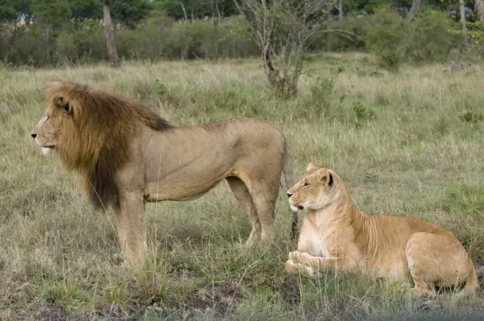 Framed Print : Lion pair (Panthera leo), Masai Mara National Reserve, Kenya, East Africa, Africa Framed Print : Lion pair (Panthera leo), Masai Mara National Reserve, Kenya, East Africa, Africa