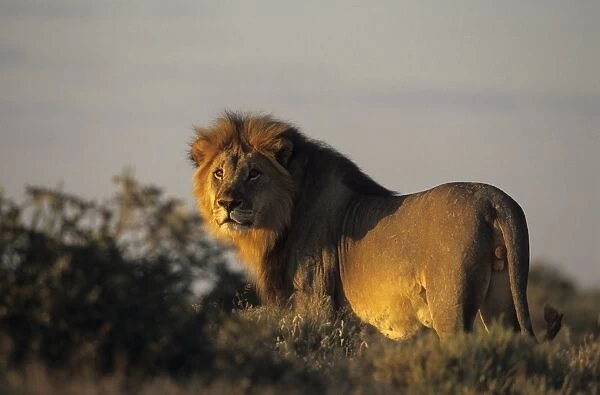 Lion, (Panthera leo)