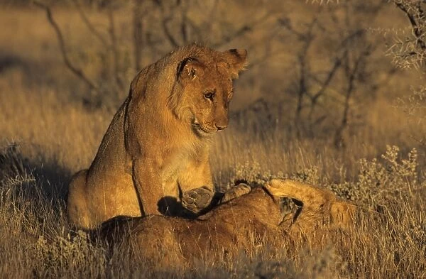Lion, (Panthera leo)