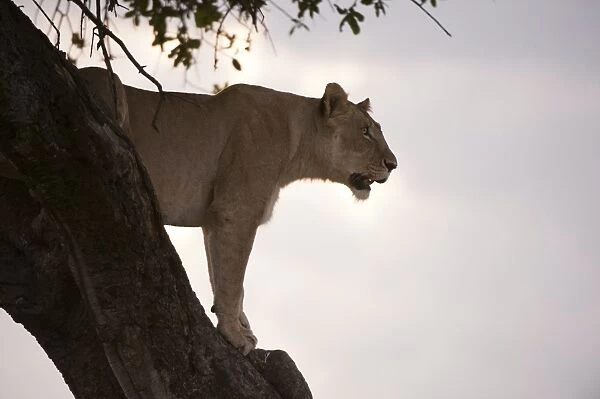 Lion (Panthera leo) on acacia tree, Masai Mara National Reserve, Kenya, East Africa, Africa
