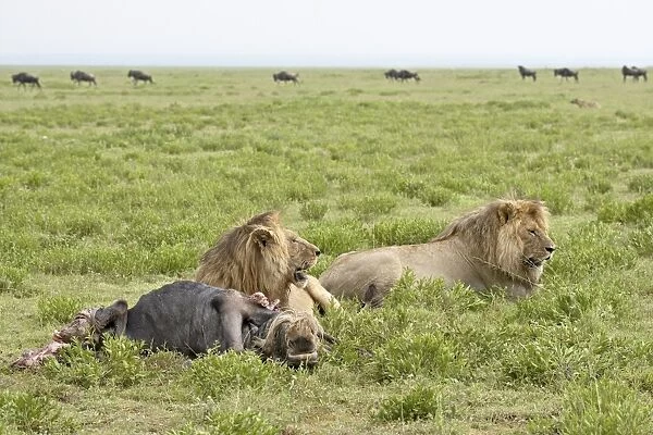 Two lion (Panthera leo) at a blue wildebeest kill, Serengeti National Park