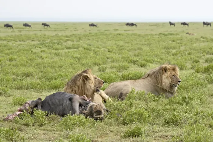 Framed Print : Two lion (Panthera leo) at a blue wildebeest kill, Serengeti National Park Framed Print : Two lion (Panthera leo) at a blue wildebeest kill, Serengeti National Park