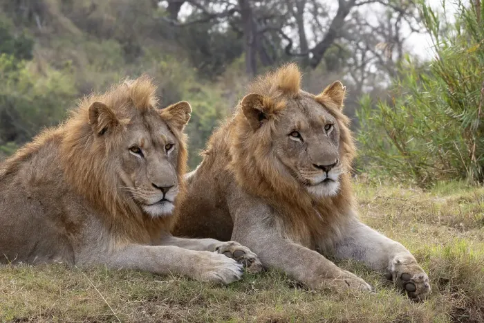 Framed Print : Lion (Panthera leo) brothers, Zimanga private game reserve, KwaZulu-Natal, South Africa, Africa Framed Print : Lion (Panthera leo) brothers, Zimanga private game reserve, KwaZulu-Natal, South Africa, Africa