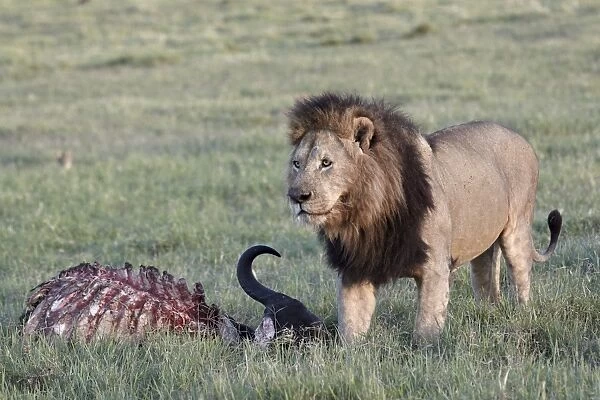 Lion (Panthera leo) at a Cape buffalo kill, Ngorongoro Crater, Tanzania, East Africa, Africa