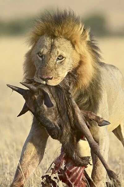 Lion (Panthera leo) carrying a blue wildebeest