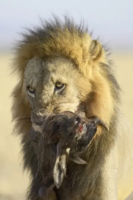 Framed Print : Lion (Panthera leo) carrying a blue wildebeest Framed Print : Lion (Panthera leo) carrying a blue wildebeest