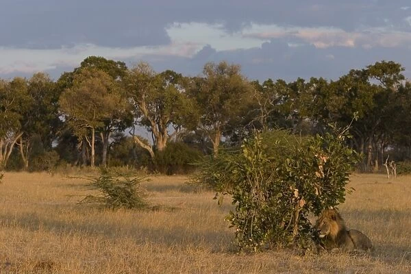 Lion, Panthera leo, Chobe National Park, Savuti, Botswana, Africa