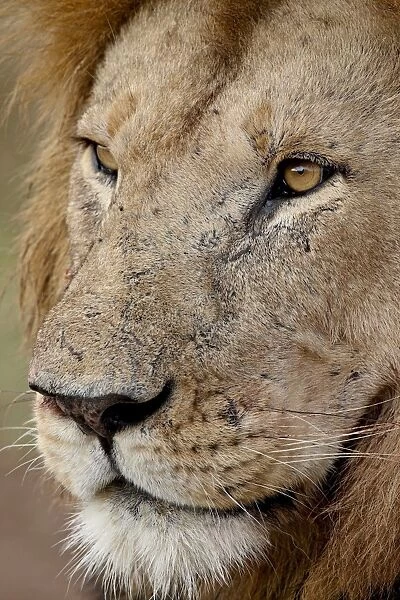 Lion (Panthera leo) up close, Masai Mara National Reserve, Kenya, East Africa, Africa