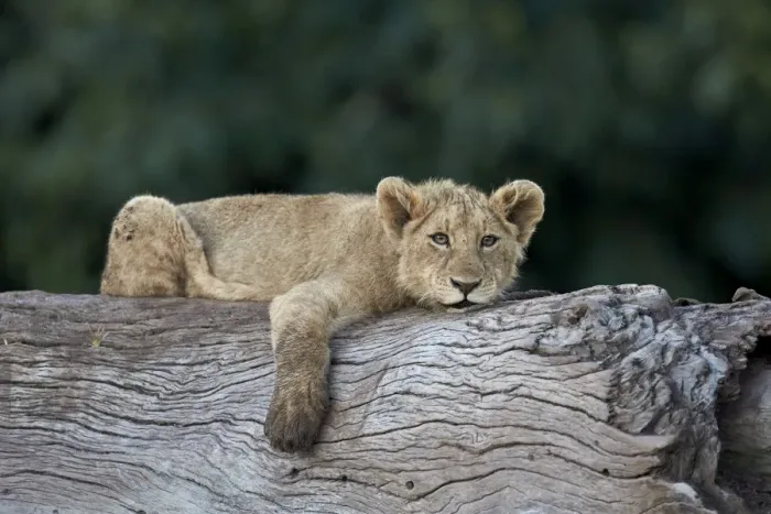 Framed Print : Lion (Panthera leo) cub on a downed tree trunk, Ngorongoro Crater, Tanzania, East Africa