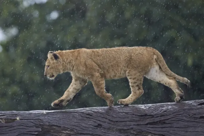 Framed Print : Lion (Panthera Leo) cub on a downed tree trunk in the rain, Ngorongoro Crater, Tanzania Framed Print : Lion (Panthera Leo) cub on a downed tree trunk in the rain, Ngorongoro Crater, Tanzania
