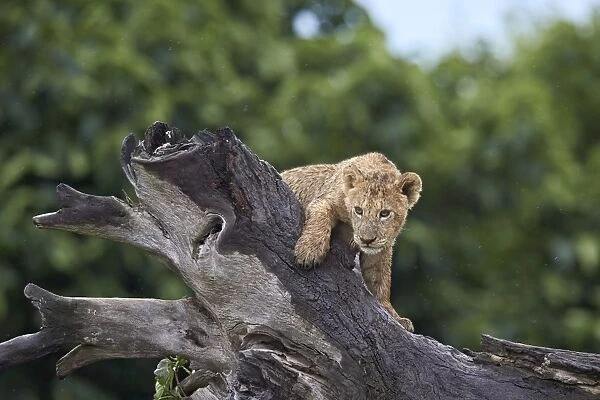 Lion (Panthera Leo) cub on a downed tree trunk in the rain, Ngorongoro Crater, Tanzania
