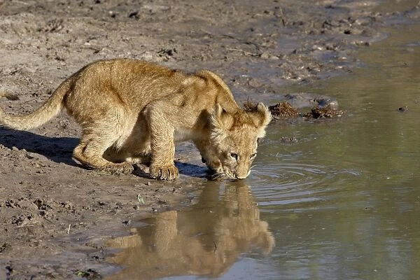 Lion (Panthera leo) cub drinking, Masai Mara National Reserve, Kenya, East Africa, Africa