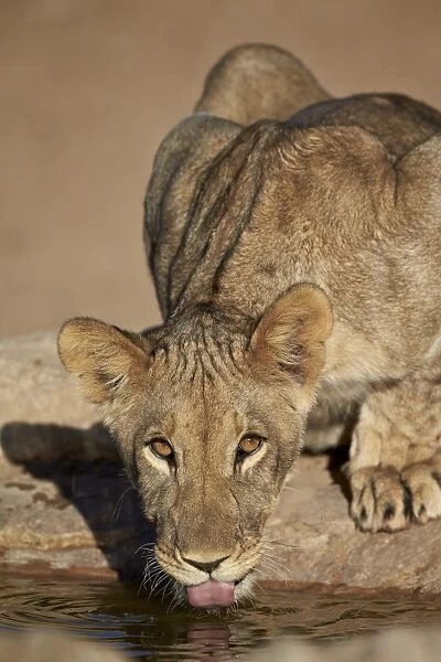 Lion (Panthera leo) cub drinking, Kgalagadi Transfrontier Park, encompassing the former Kalahari Gemsbok National Park, South Africa, Africa