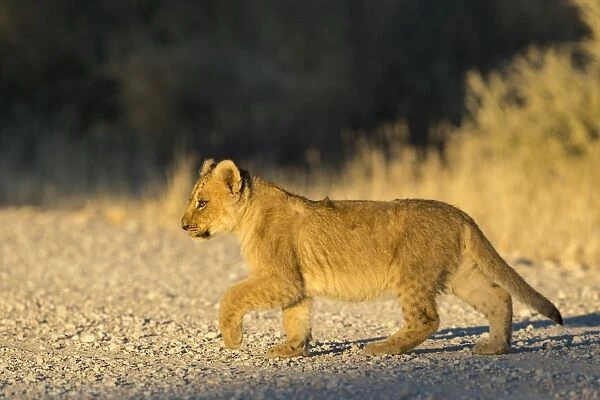Lion (Panthera leo) cub, Kgalagadi Transfrontier Park, South Africa, Africa