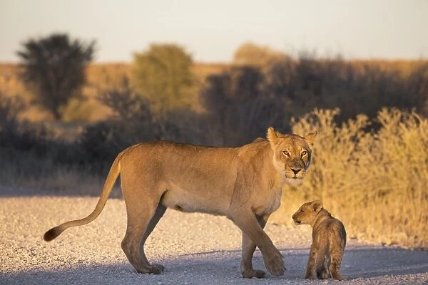 Lion (Panthera leo) with cub, Kgalagadi Transfrontier Park, Northern Cape, South Africa