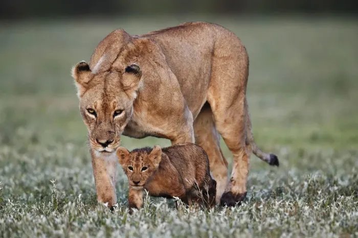 Framed Print : Lion (Panthera leo) cub and its mother, Ngorongoro Crater, Tanzania, East Africa, Africa Framed Print : Lion (Panthera leo) cub and its mother, Ngorongoro Crater, Tanzania, East Africa, Africa