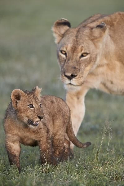 Lion (Panthera leo) cub and its mother, Ngorongoro Crater, Tanzania, East Africa, Africa