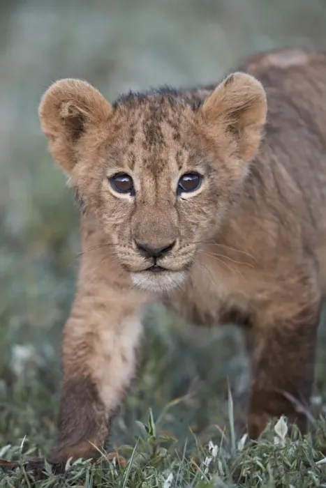 Framed Print : Lion (Panthera leo) cub, Ngorongoro Crater, Tanzania, East Africa, Africa Framed Print : Lion (Panthera leo) cub, Ngorongoro Crater, Tanzania, East Africa, Africa
