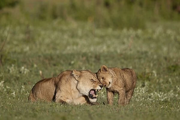 Lion (Panthera leo) cub rubbing against its mother, Ngorongoro Crater, Tanzania, East Africa