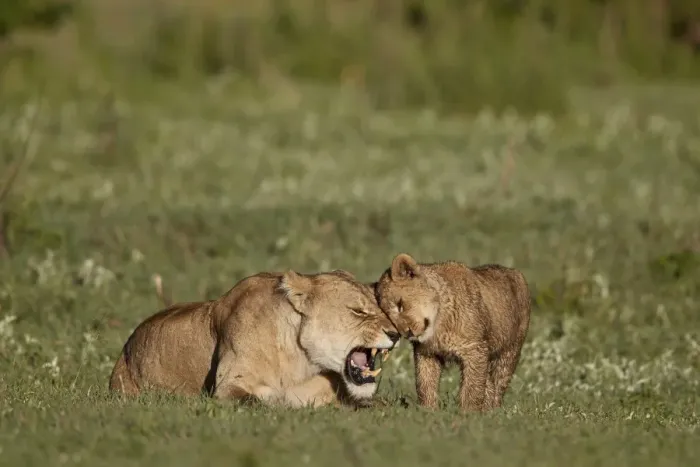 Framed Print : Lion (Panthera leo) cub rubbing against its mother, Ngorongoro Crater, Tanzania, East Africa Framed Print : Lion (Panthera leo) cub rubbing against its mother, Ngorongoro Crater, Tanzania, East Africa